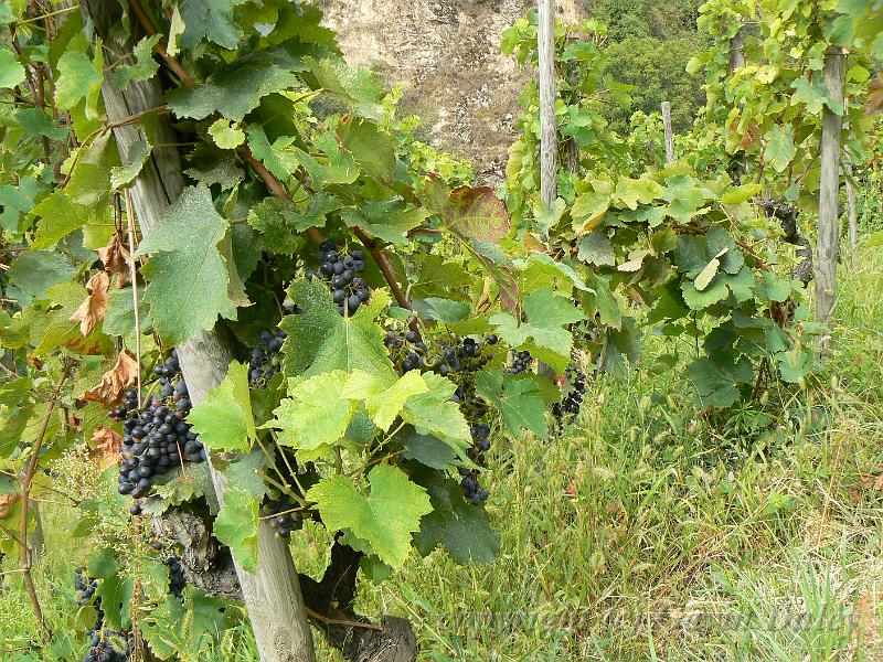 Syrah vine, Hermitage vineyards P1130995.JPG